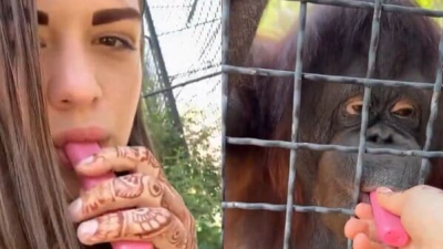 Russian Fighter Criticized for Orangutan Vape Incident