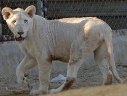 Lahore Lion Attack: Court Orders Animal to Safari Park, Owner Arrested Lahore Lion Attack: Court Orders Animal to Safari Park, Owner Arrested