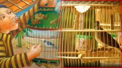 Pusaka Bernyawa: Perkutut, Burung Eksklusif yang Mengikat Tradisi dan Spiritualitas