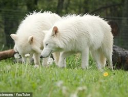 New Video Shows Dire Wolves Reborn and Growing Twice as Big New Video Shows Dire Wolves Reborn and Growing Twice as Big
