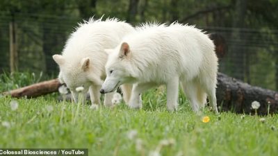 New Video Shows Dire Wolves Reborn and Growing Twice as Big