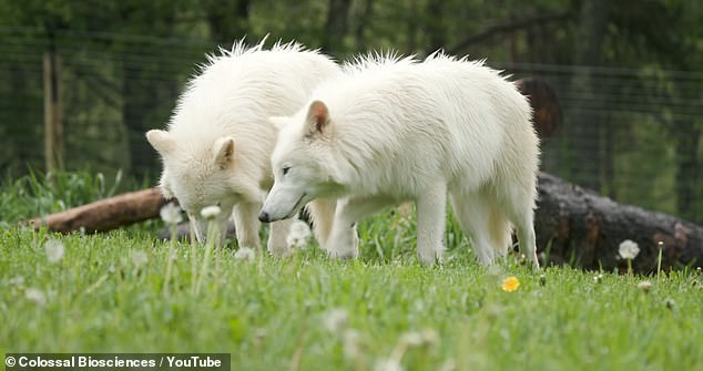 New Video Shows Dire Wolves Reborn and Growing Twice as Big
