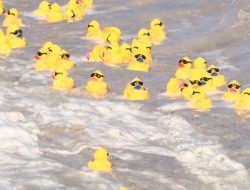 Champion of the 2025 Rubber Duck Race! Champion of the 2025 Rubber Duck Race!