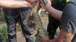 Buaya Sungai Progo yang Meresahkan Warga Berhasil Ditangkap