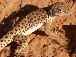7 Fakta Menarik Sistem Pertahanan Reptil, Ada yang Keluarkan Darah!