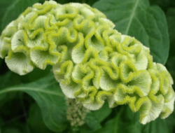 10 Stunning Green Flowers for Your Garden 10 Stunning Green Flowers for Your Garden