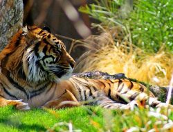 Siapa yang Lebih Kuat: Harimau atau Buaya? Ini Penjelasannya