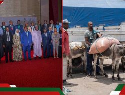 Africa Unveils First Continental Strategy to Safeguard Donkeys Africa Unveils First Continental Strategy to Safeguard Donkeys