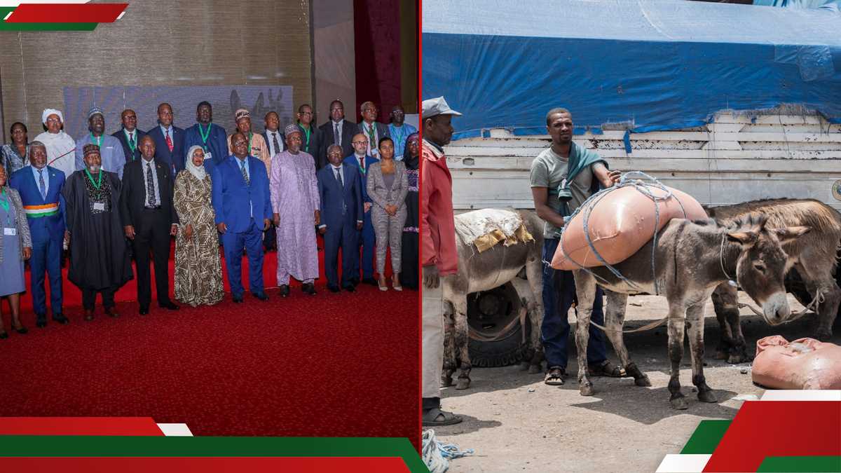 Africa Unveils First Continental Strategy to Safeguard Donkeys