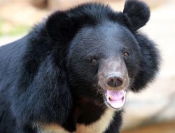 Endangered Moon Bears Reach Wildlife Sanctuary