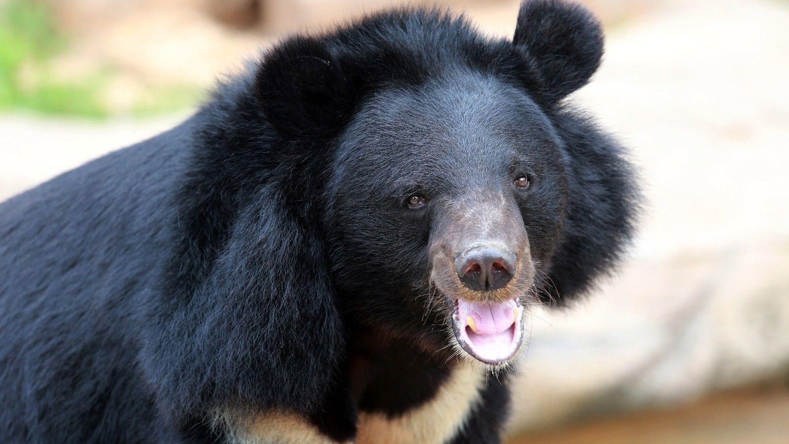 Endangered Moon Bears Reach Wildlife Sanctuary
