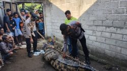 Penampakan Buaya Pemangsa Wasim Masih Hidup