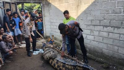 Penampakan Buaya Pemangsa Wasim Masih Hidup