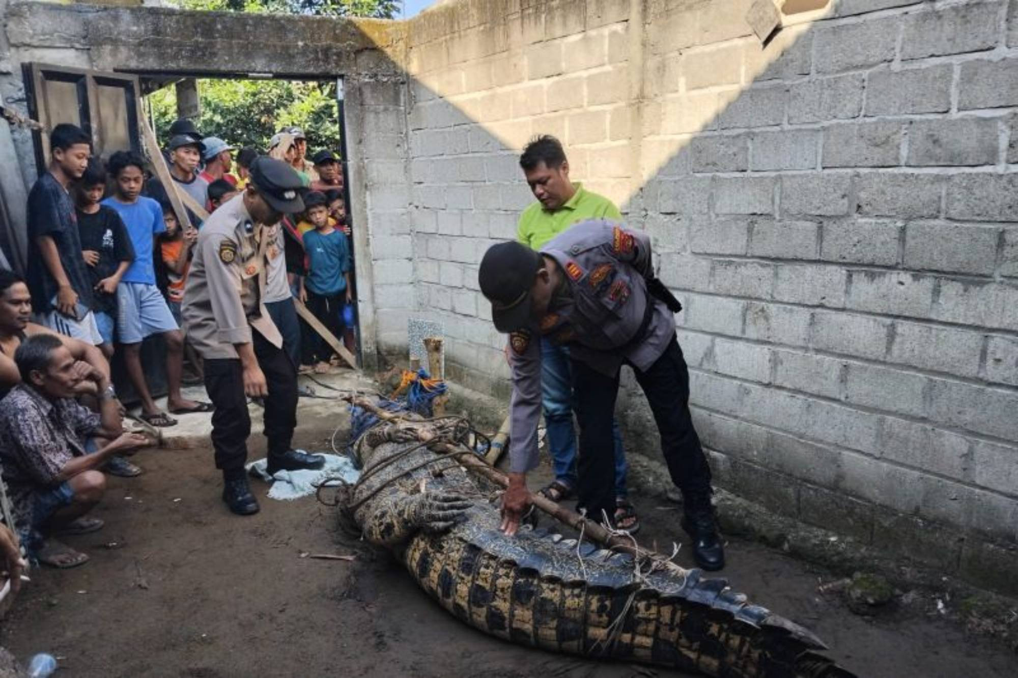 Penampakan Buaya Pemangsa Wasim Masih Hidup