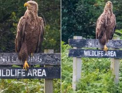 Eagle Ignores ‘No Landing’ Sign for a Hilarious Perch