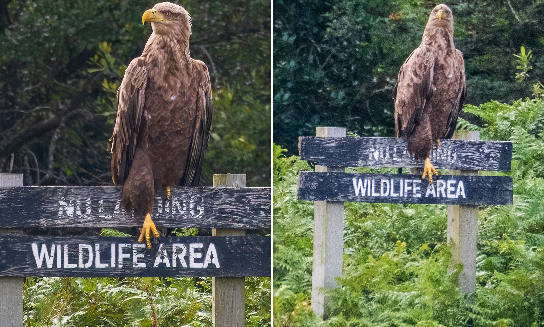 Eagle Ignores ‘No Landing’ Sign for a Hilarious Perch
