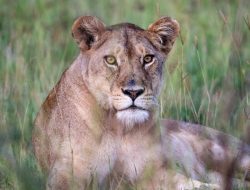 Punjab Cracks Down on Illegal Wildlife Trade, Seizes 13 Lions and Arrests 5 Punjab Cracks Down on Illegal Wildlife Trade, Seizes 13 Lions and Arrests 5