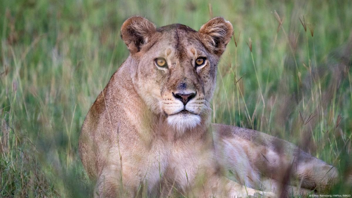 Punjab Cracks Down on Illegal Wildlife Trade, Seizes 13 Lions and Arrests 5