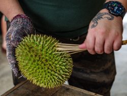 Malaysia’s Durian Prices Set to Drop as Harvest Peaks