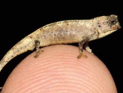 5 Reptil Paling Kecil di Dunia, Lebih Kecil dari Jari!
