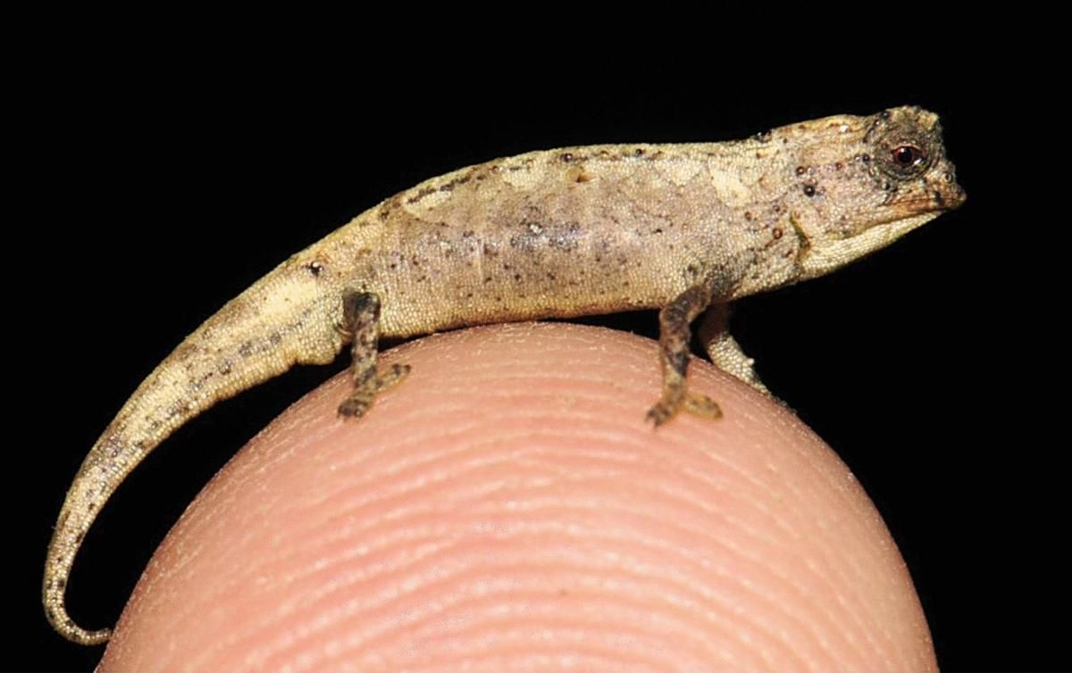 5 Reptil Paling Kecil di Dunia, Lebih Kecil dari Jari!