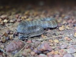 5 Reptil Langka Indonesia Timur, Hanya Ada di Sini! 5 Reptil Langka Indonesia Timur, Hanya Ada di Sini!
