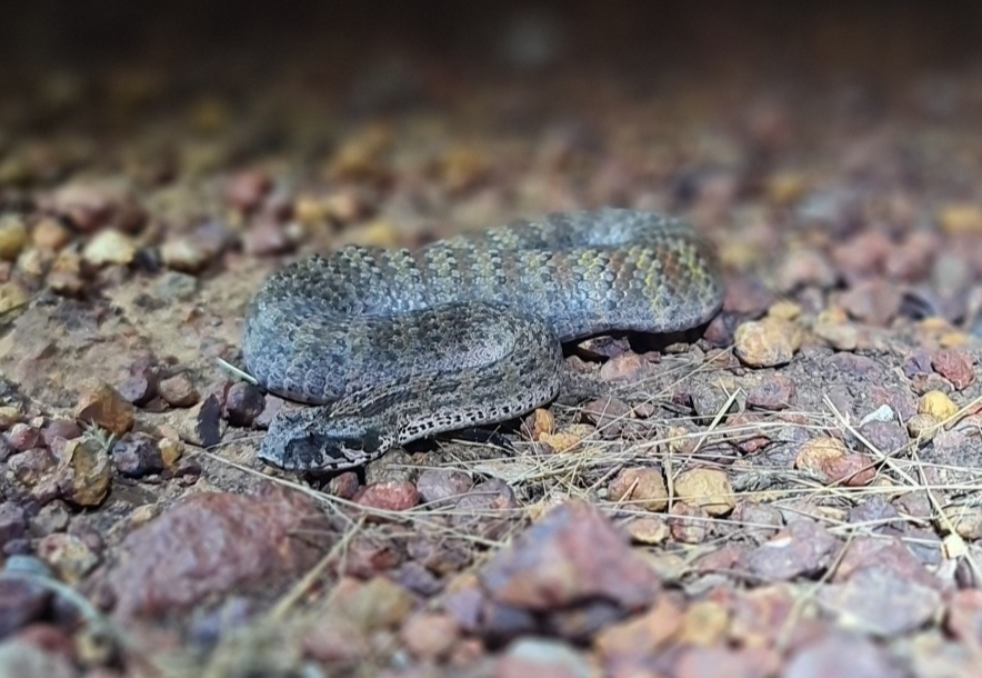 5 Reptil Langka Indonesia Timur, Hanya Ada di Sini!