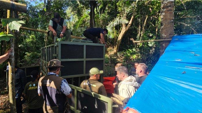 Badak Terakhir di Dunia: Taman Safari Bogor Siapkan Translokasi Bersejarah