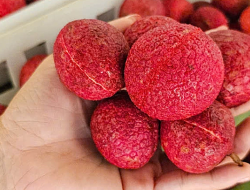 Seedless lychee scarcity defies soaring prices at per kilogram Seedless lychee scarcity defies soaring prices at per kilogram