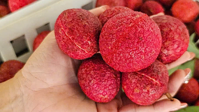 Seedless lychee scarcity defies soaring prices at  per kilogram