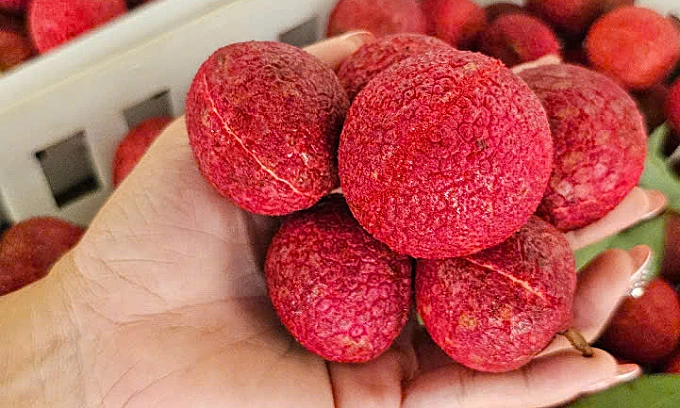 Seedless lychee scarcity defies soaring prices at  per kilogram