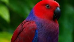 Burung Kepala Ungu Sumba, Keindahan Langka Indonesia