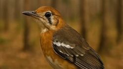 Anis Cendana, Burung Langka Timur Indonesia yang Terancam Punah
