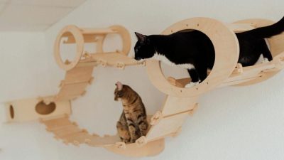 6 Cara Membedakan Kucing Marah atau Hanya Ingin Sendiri