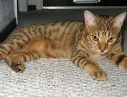 5 Fakta Menarik Ocicat, Kucing Pintar yang Suka Bersosialisasi