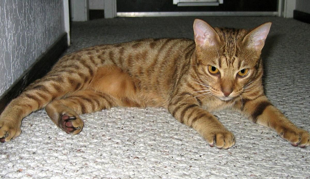 5 Fakta Menarik Ocicat, Kucing Pintar yang Suka Bersosialisasi