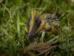 5 Fakta Menarik Tenrec Lembah, Hanya Makan Lunak!