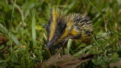 5 Fakta Menarik Tenrec Lembah, Hanya Makan Lunak!