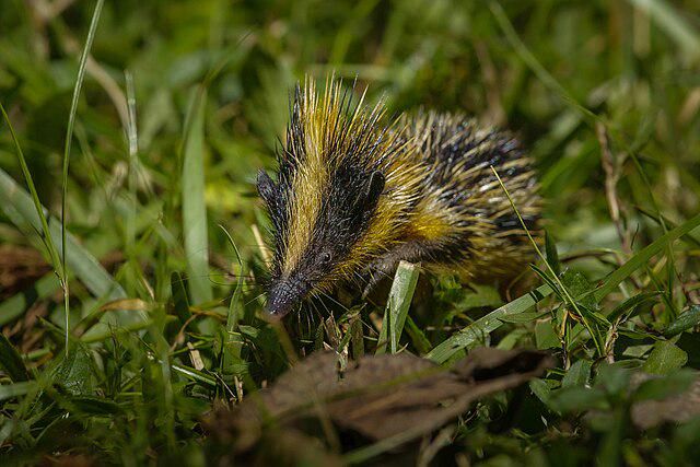 5 Fakta Menarik Tenrec Lembah, Hanya Makan Lunak!