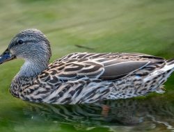 5 Fakta Menarik Bebek Hawaii, Hewan Langka Kepulauan Hawaii 5 Fakta Menarik Bebek Hawaii, Hewan Langka Kepulauan Hawaii