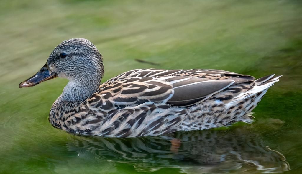5 Fakta Menarik Bebek Hawaii, Hewan Langka Kepulauan Hawaii
