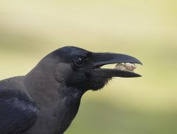 5 Fakta Menarik Burung Gagak, Sang Pintar Berbulu Hitam! 5 Fakta Menarik Burung Gagak, Sang Pintar Berbulu Hitam!