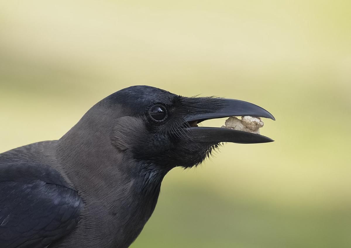 5 Fakta Menarik Burung Gagak, Sang Pintar Berbulu Hitam!