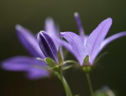 8 Fakta Menarik Bluebell: Simbol Rendah Hati dan Kesetiaan 8 Fakta Menarik Bluebell: Simbol Rendah Hati dan Kesetiaan