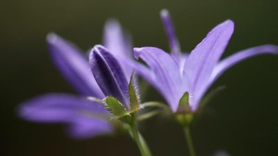 8 Fakta Menarik Bluebell: Simbol Rendah Hati dan Kesetiaan