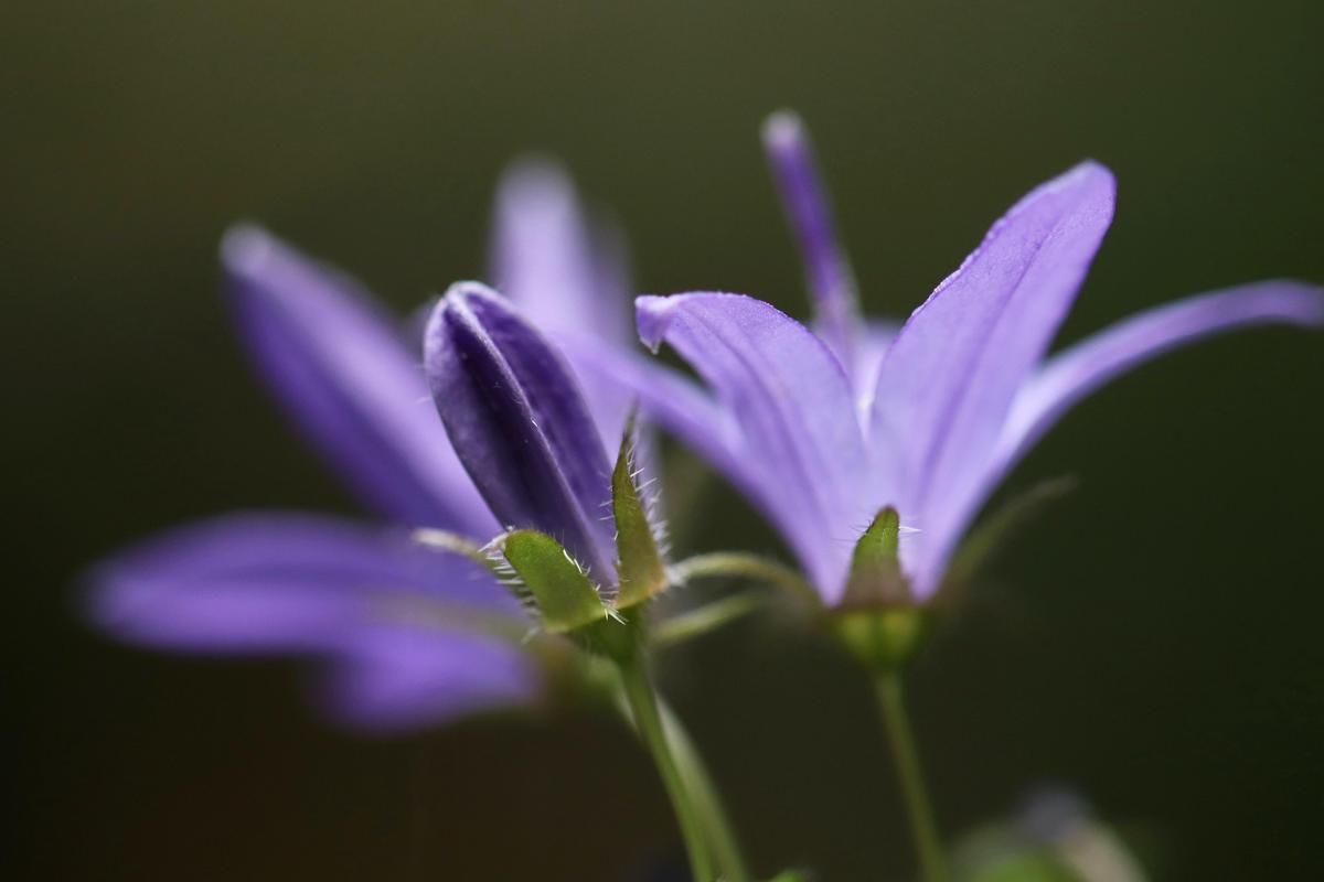 8 Fakta Menarik Bluebell: Simbol Rendah Hati dan Kesetiaan