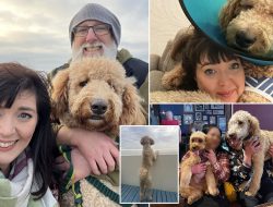 Couple Mistakenly Buys Bernese Mountain Dog Instead of Cockapoo Couple Mistakenly Buys Bernese Mountain Dog Instead of Cockapoo