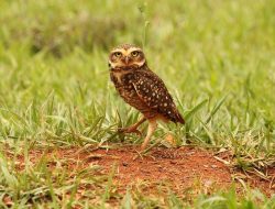 5 Burung Ajaib yang Tinggal di Lubang, Aman dari Bahaya! 5 Burung Ajaib yang Tinggal di Lubang, Aman dari Bahaya!