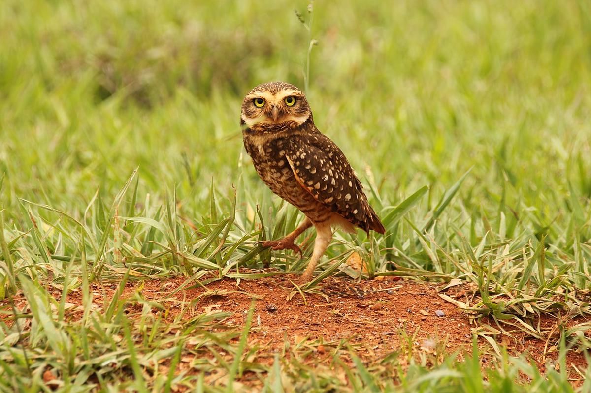 5 Burung Ajaib yang Tinggal di Lubang, Aman dari Bahaya!