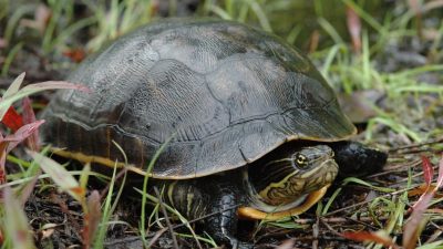 5 Fakta Unik Kura-Kura Ayam, Dagingnya Mirip Ayam
